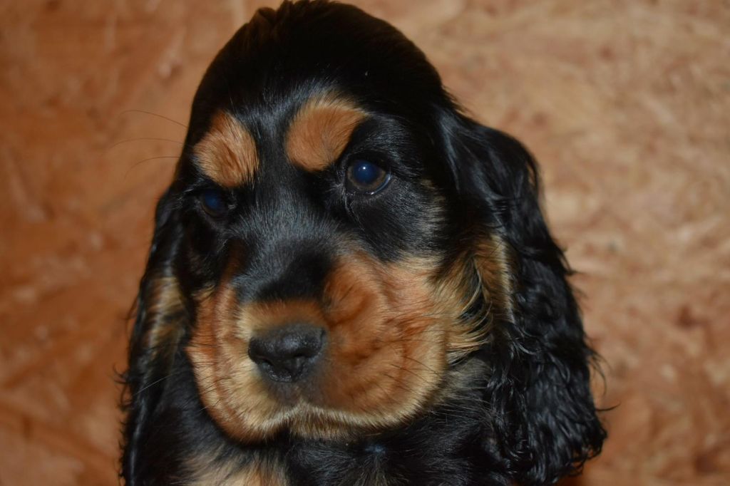 des Terres aux étangs - Chiot disponible  - Cocker Spaniel Anglais