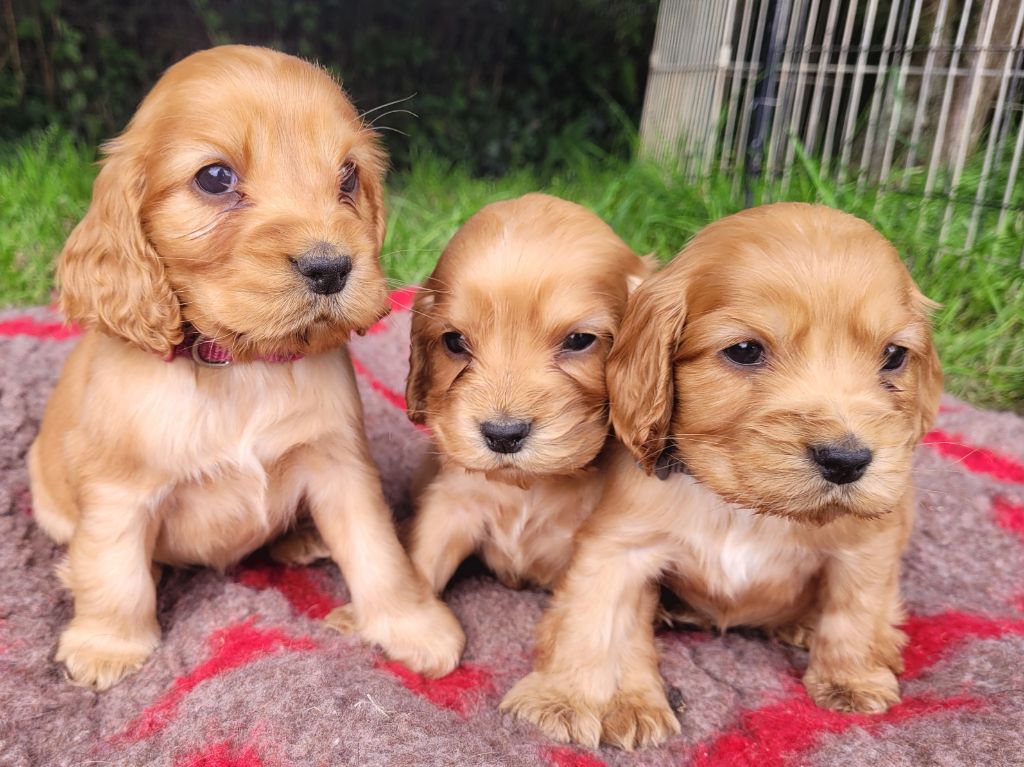 chiot Cocker Spaniel Anglais des Terres aux étangs