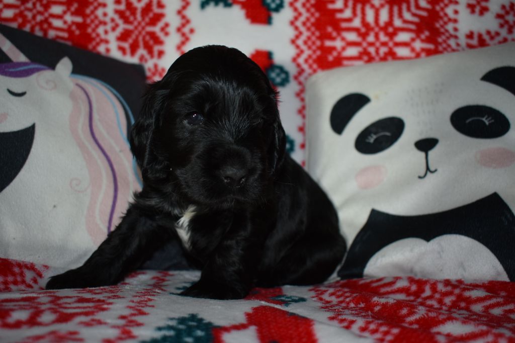 des Terres aux étangs - Chiot disponible  - Cocker Spaniel Anglais