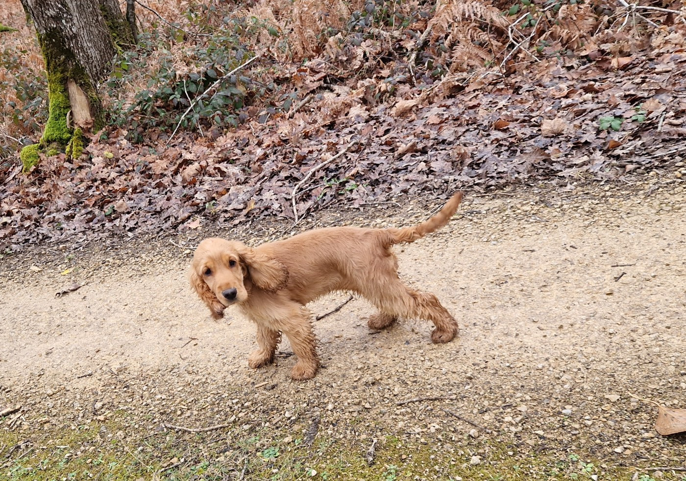 Amour des Terres aux étangs