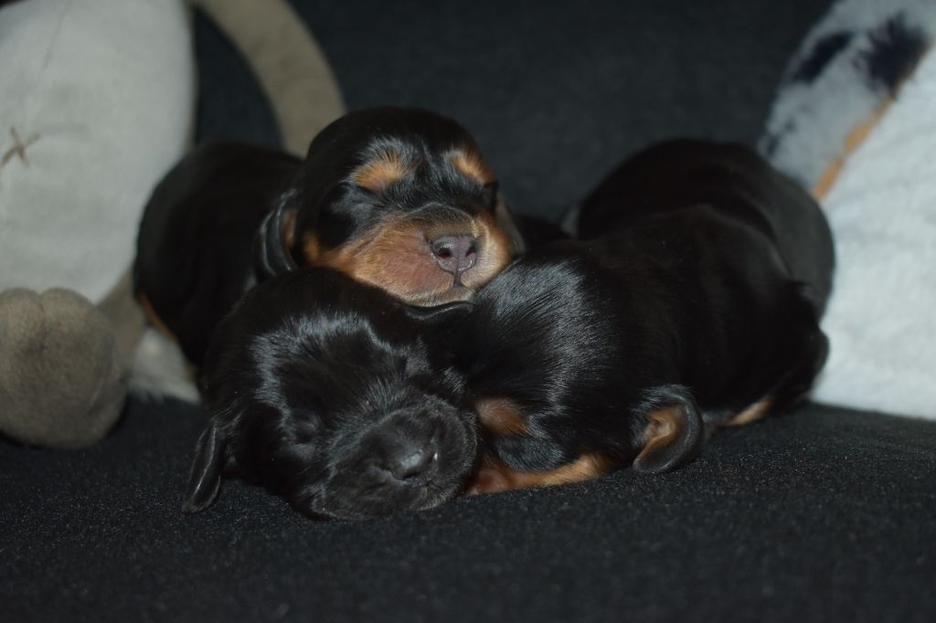 des Terres aux étangs - Chiots disponibles - Cocker Spaniel Anglais