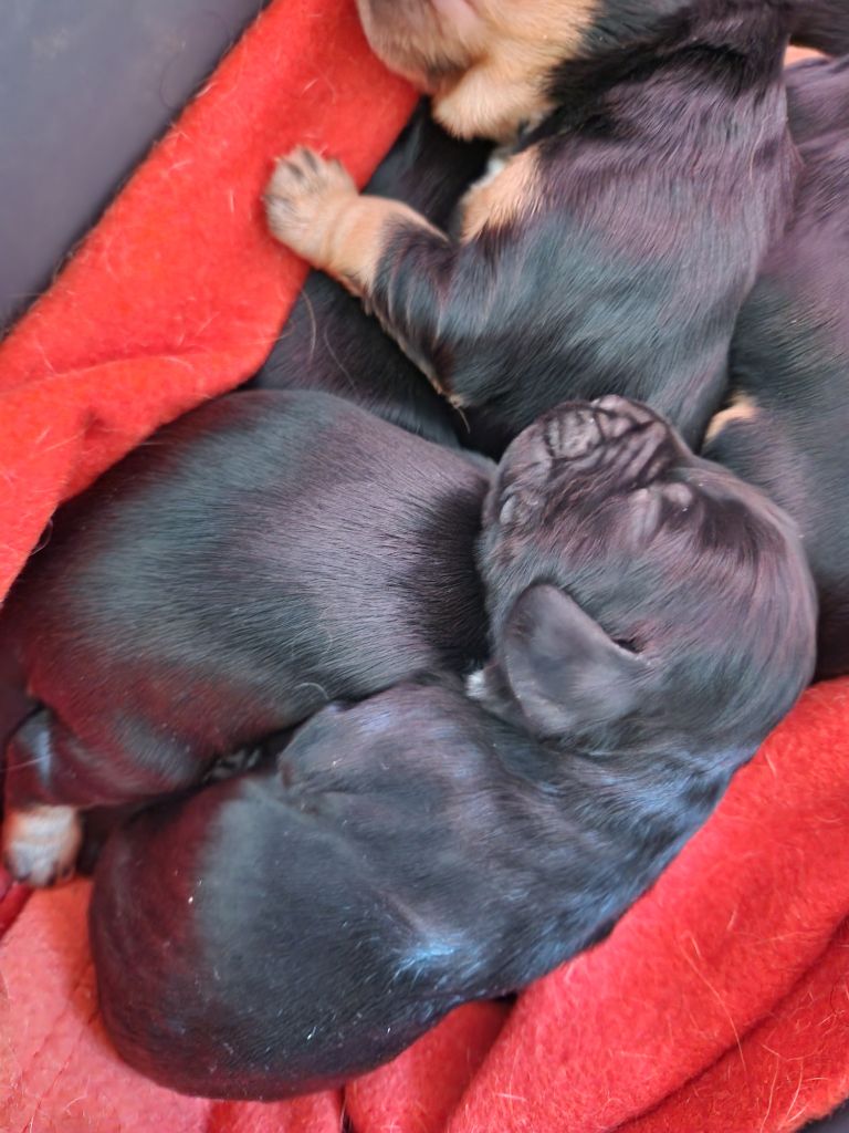 des Terres aux étangs - Chiots disponibles - Cocker Spaniel Anglais