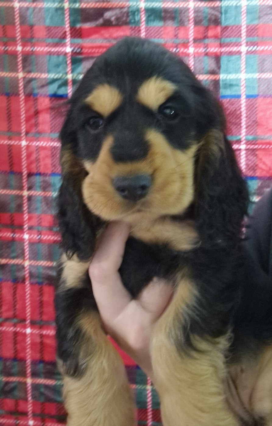 des Terres aux étangs - Chiots disponibles - Cocker Spaniel Anglais