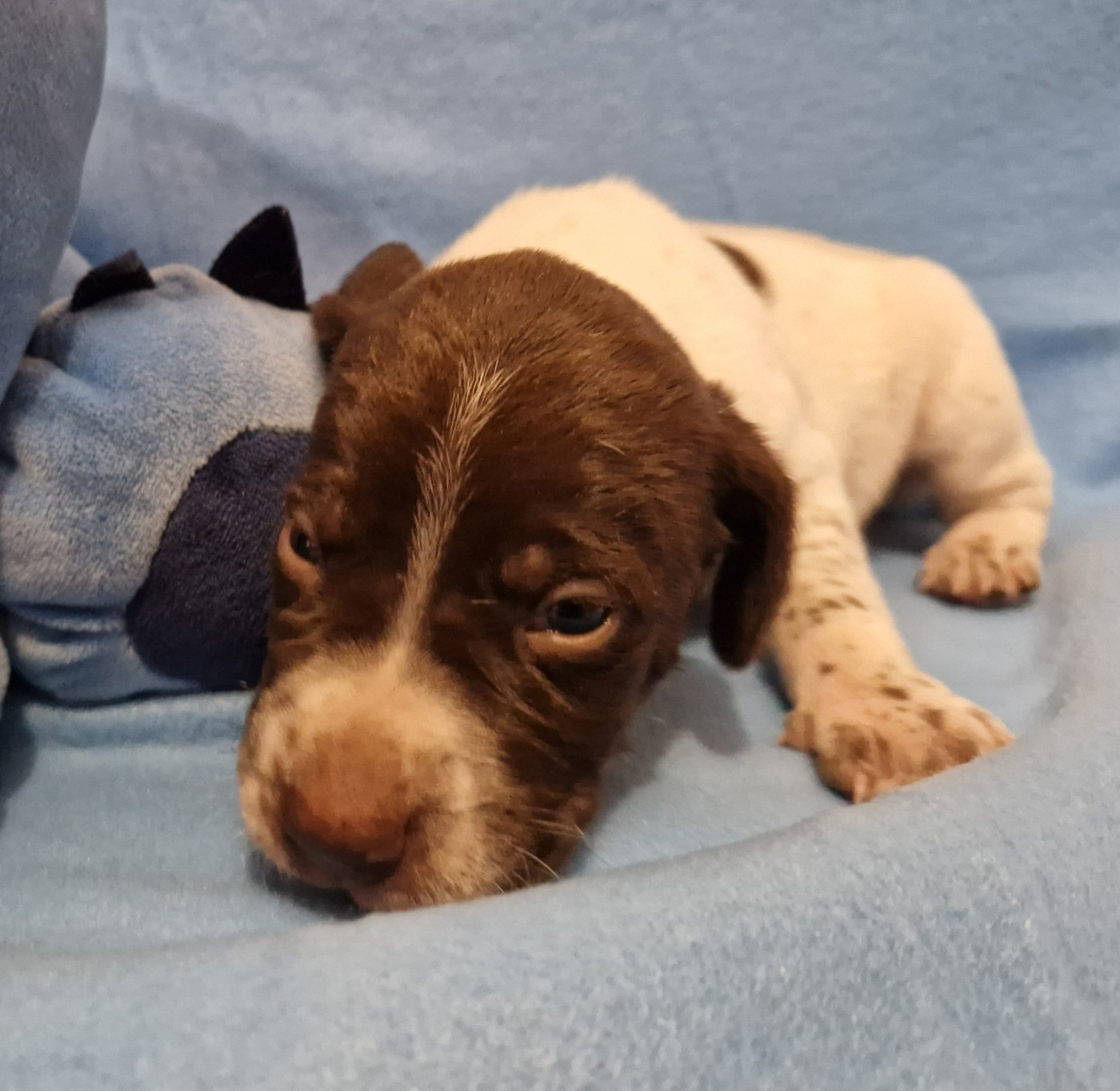 des Terres aux étangs - Chiots disponibles - Braque français, type Pyrenees (petite taille)