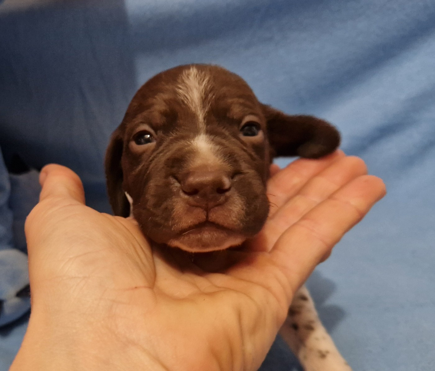 des Terres aux étangs - Chiots disponibles - Braque français, type Pyrenees (petite taille)