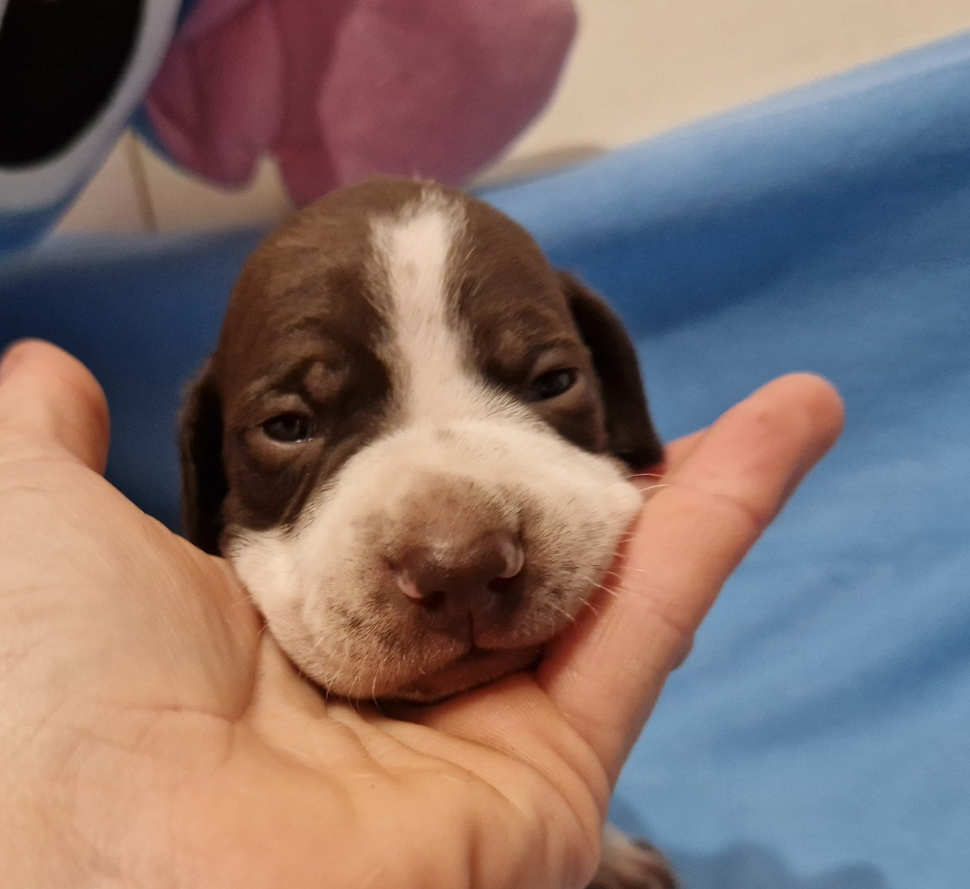des Terres aux étangs - Chiots disponibles - Braque français, type Pyrenees (petite taille)