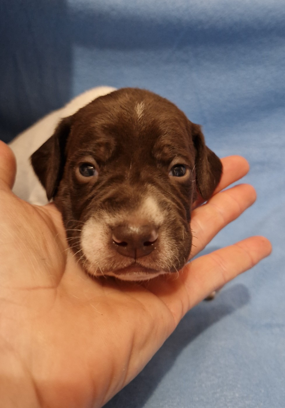 des Terres aux étangs - Chiots disponibles - Braque français, type Pyrenees (petite taille)