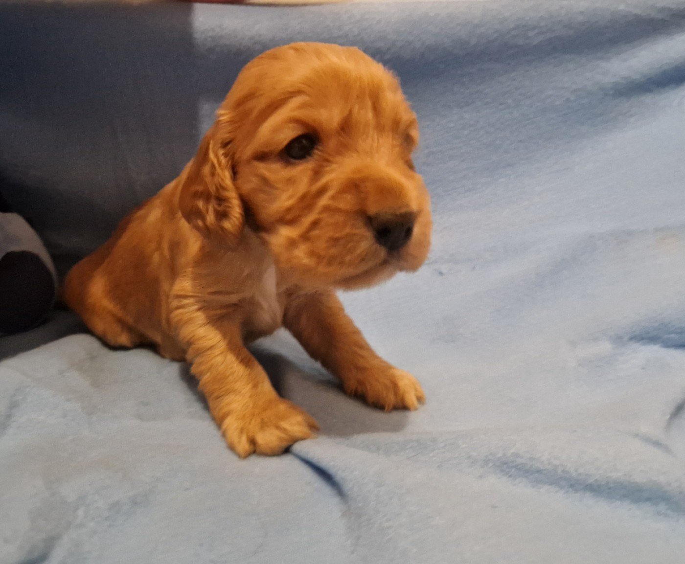 des Terres aux étangs - Chiots disponibles - Cocker Spaniel Anglais