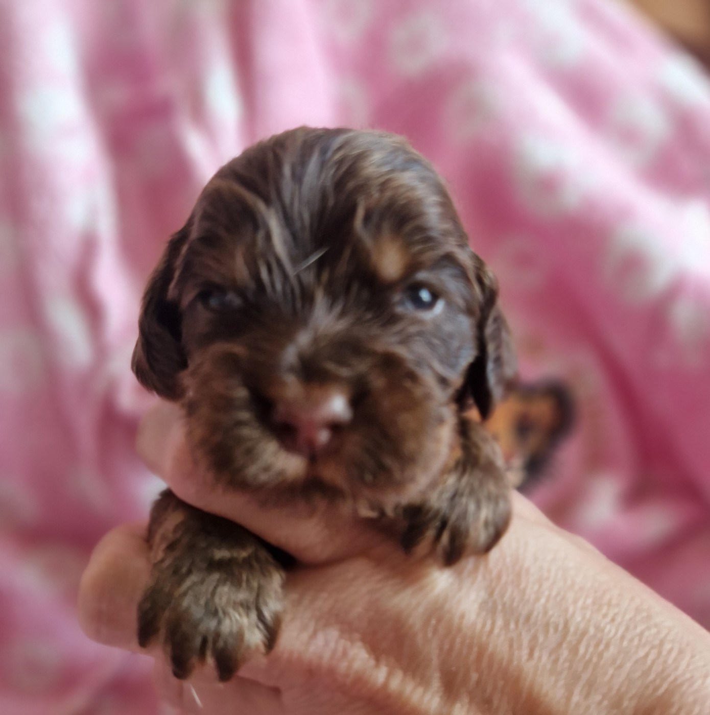 des Terres aux étangs - Chiots disponibles - Cocker Spaniel Anglais