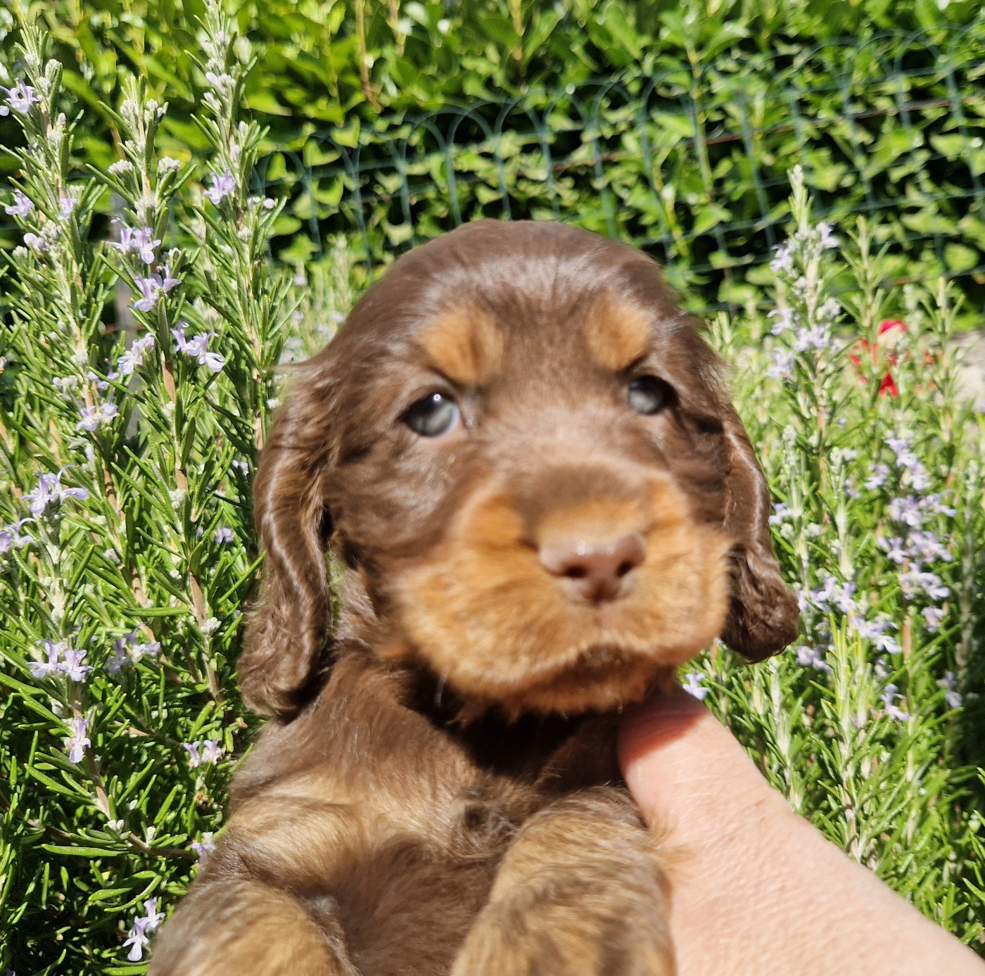 des Terres aux étangs - Chiots disponibles - Cocker Spaniel Anglais