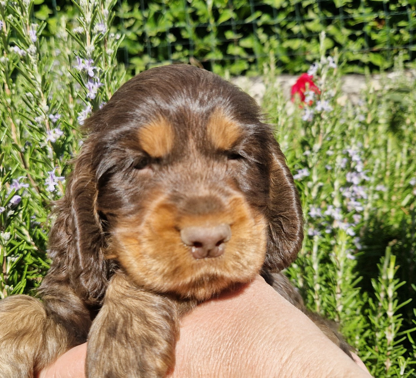 des Terres aux étangs - Chiots disponibles - Cocker Spaniel Anglais
