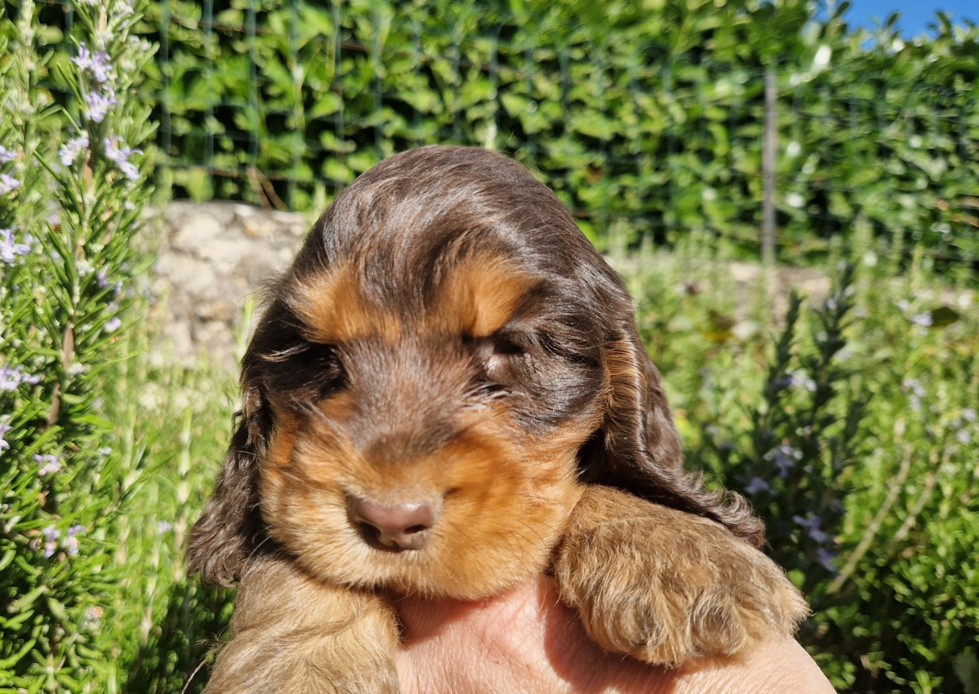 des Terres aux étangs - Chiots disponibles - Cocker Spaniel Anglais