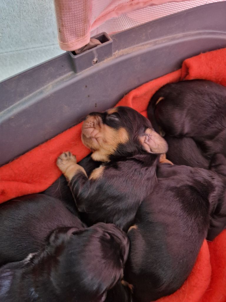 des Terres aux étangs - Chiots disponibles - Cocker Spaniel Anglais