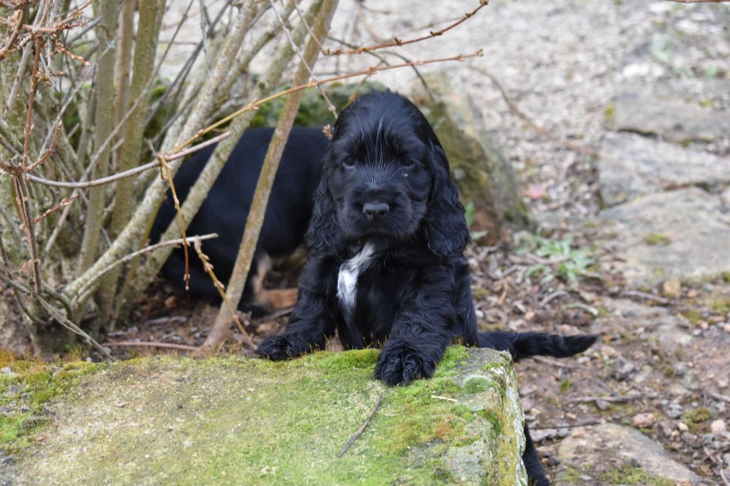 des Terres aux étangs - Chiots disponibles - Cocker Spaniel Anglais