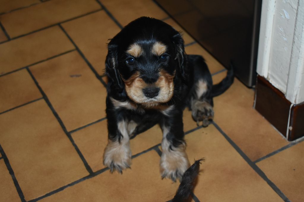 des Terres aux étangs - Chiots disponibles - Cocker Spaniel Anglais