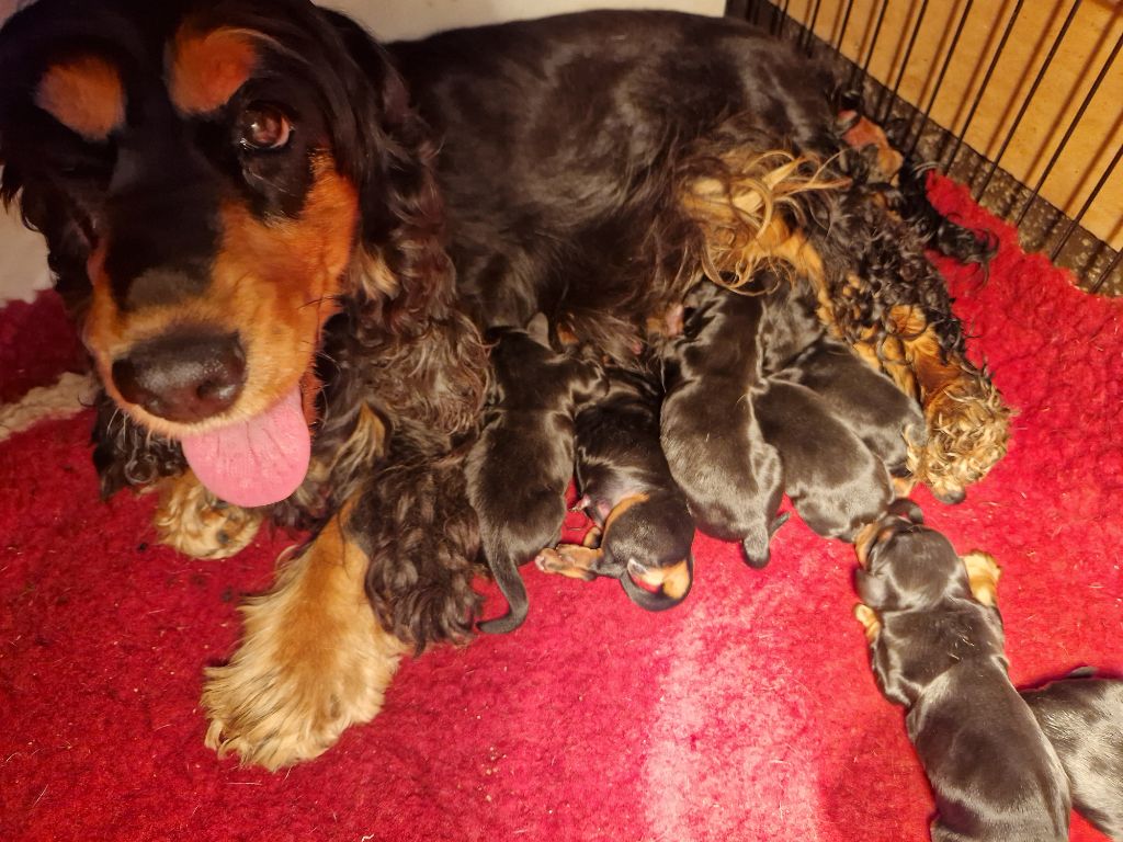 Chiot Cocker Spaniel Anglais des Terres aux étangs
