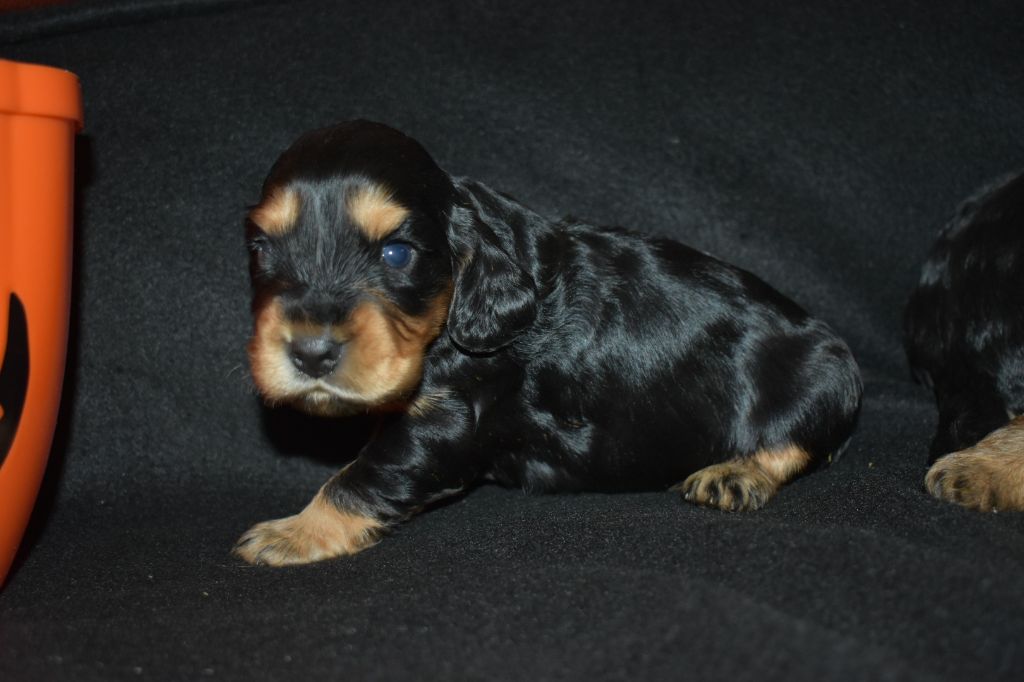 des Terres aux étangs - Chiots disponibles - Cocker Spaniel Anglais