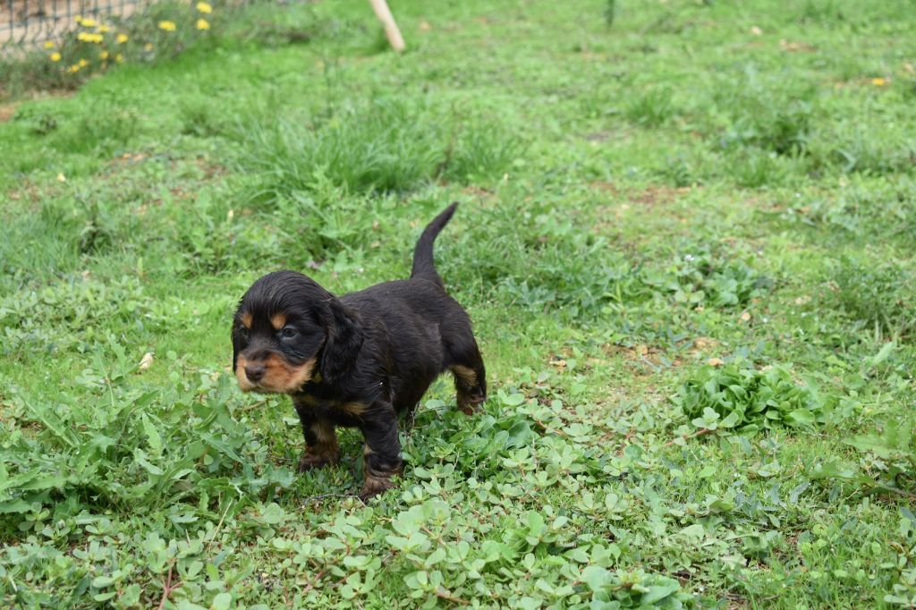 des Terres aux étangs - Chiots disponibles - Cocker Spaniel Anglais