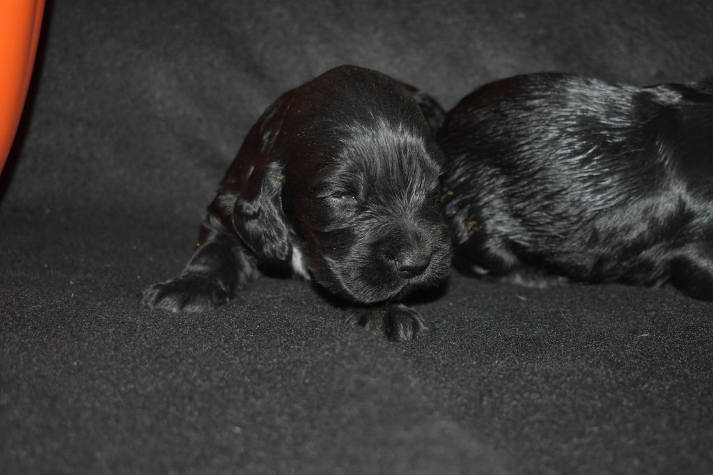 des Terres aux étangs - Chiots disponibles - Cocker Spaniel Anglais