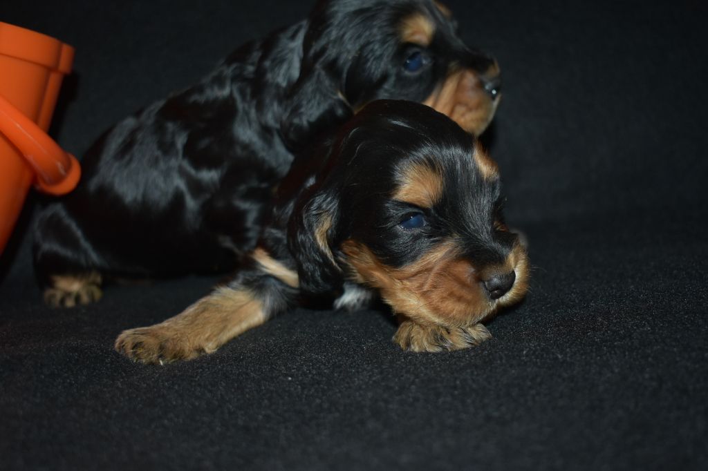 des Terres aux étangs - Chiots disponibles - Cocker Spaniel Anglais