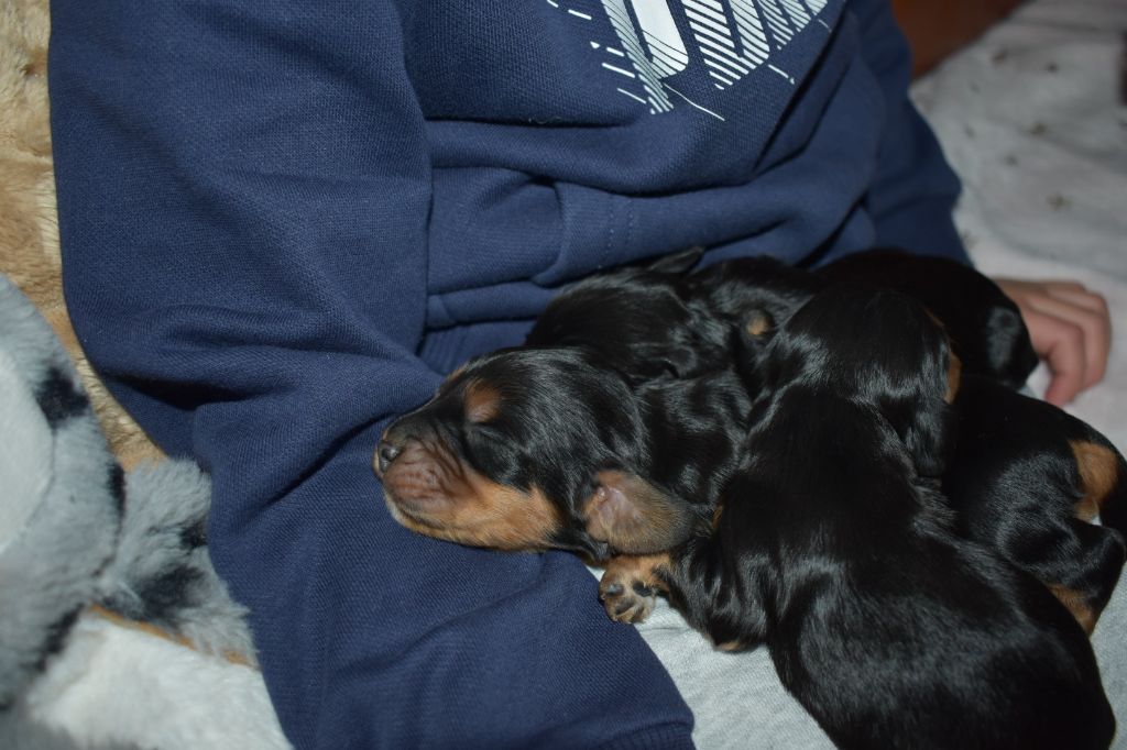 des Terres aux étangs - Chiots disponibles - Cocker Spaniel Anglais