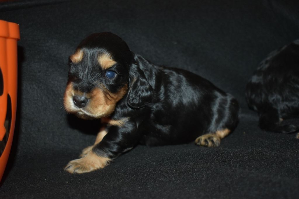 des Terres aux étangs - Chiots disponibles - Cocker Spaniel Anglais