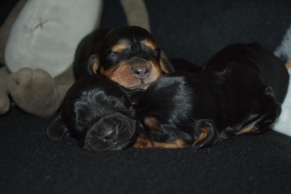 des Terres aux étangs - Chiots disponibles - Cocker Spaniel Anglais