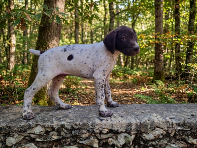 Bosco