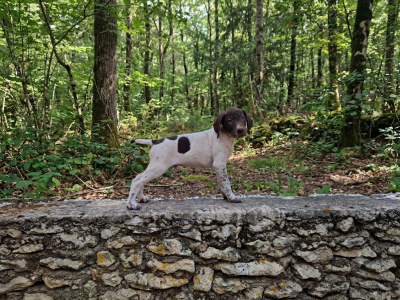 Bandit