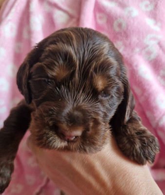 CHIOT 6