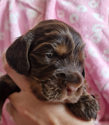 CHIOT 2