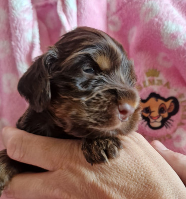CHIOT 5