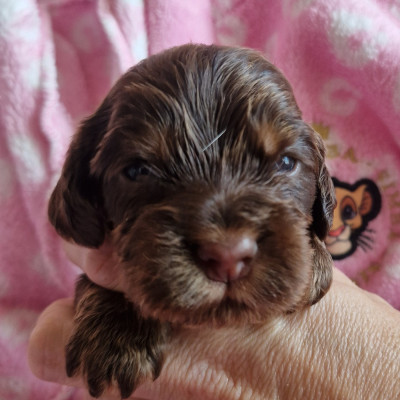 CHIOT 1