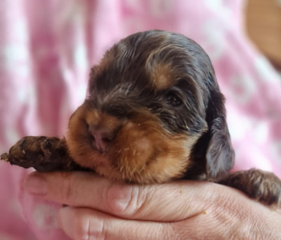 CHIOT 7
