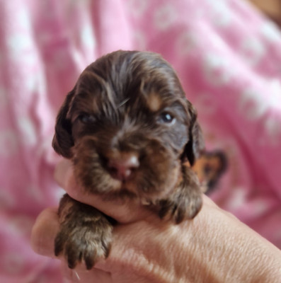 CHIOT 3