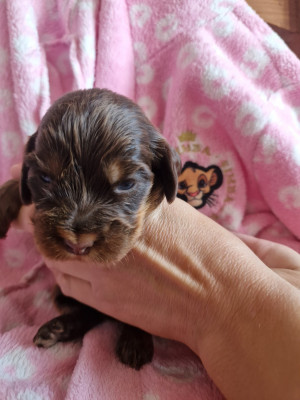 CHIOT 4