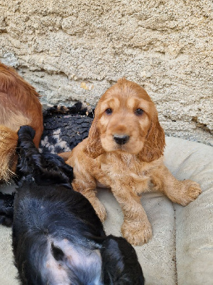 CHIOT