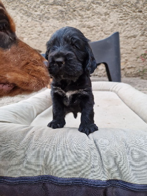CHIOT