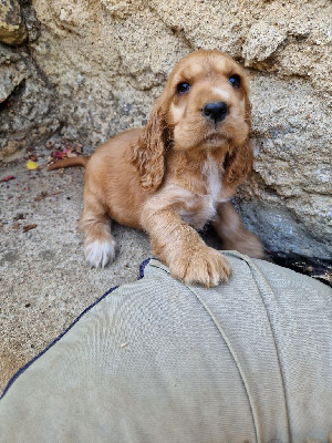 CHIOT