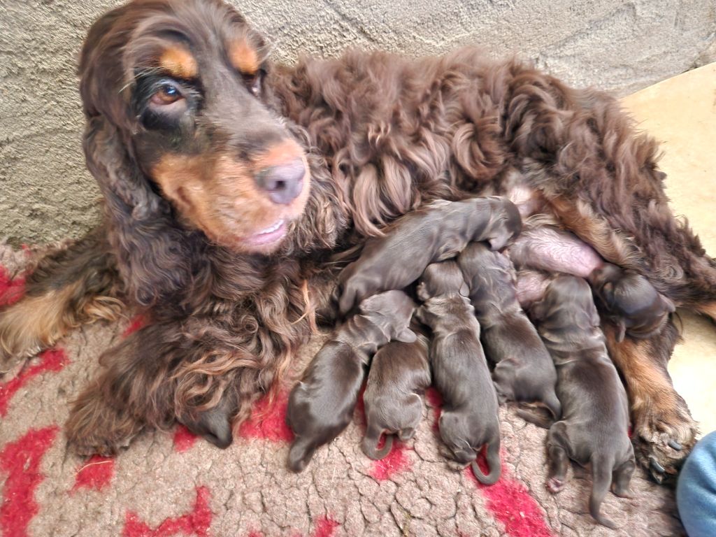 des Terres aux étangs - Cocker Spaniel Anglais - Portée née le 04/08/2025