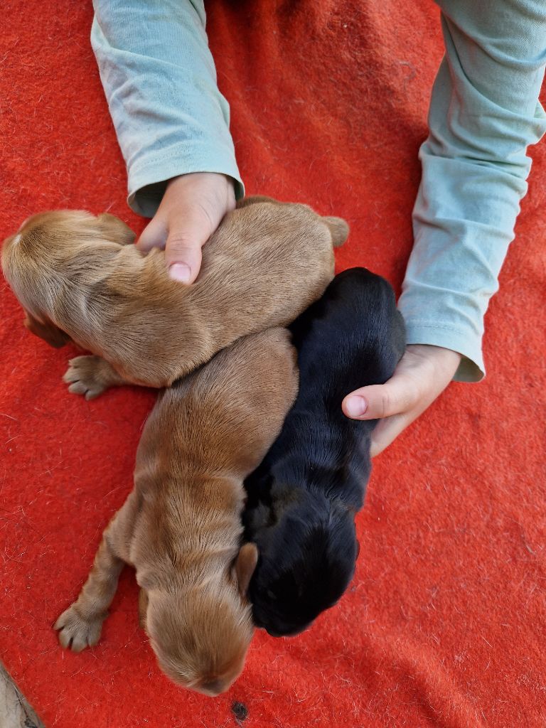 des Terres aux étangs - Cocker Spaniel Anglais - Portée née le 31/05/2025